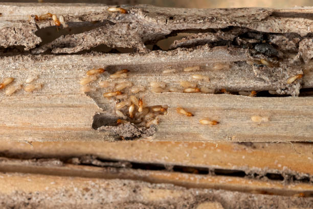 Best Pest Prevention Services  in Judson, SC